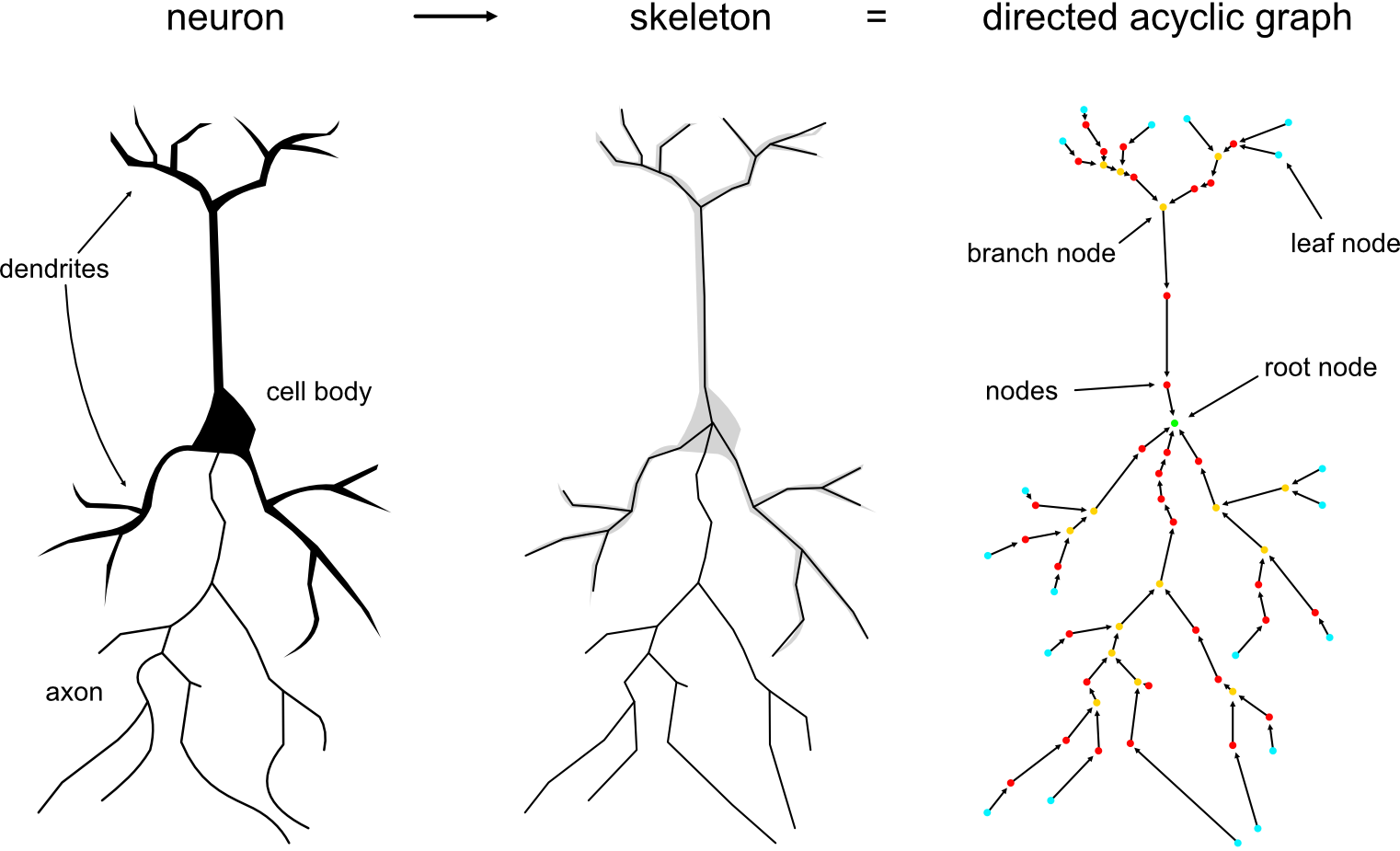 Representing a neuron as directed acyclic graph.